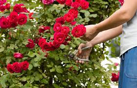 Ma come fan presto, amore, ad appassire le rose». Guida floreale al mese di  maggio