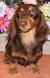 Chocolate Dapple Long Haired Dachshund