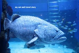 Anime poses generator / each 45usd comment to clai. Berlebaran Di Jakarta Aquarium Jakarta My Eat And Travel Story