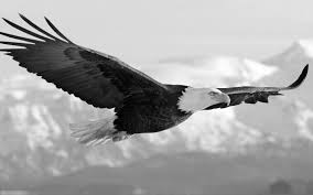 Black And White Simple Black And White Eagle Clipart Black And White Eagle Wallpaper In 2020 Eagle Wallpaper Bald Eagle Fun Facts About Animals