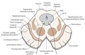 Cross Sectional Diagram In Which The Principal Structures Of The Midbrain At The Level Of The Superior Colliculus Ar Brain Anatomy Anatomy Nervous System Parts
