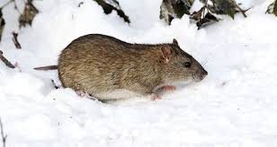 These include exterior pest control treatments can be beneficial for creating and then maintaining a barrier around your home. Why Pest Control Is Important In Winter Pestige Solutions