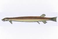 Image result for Vandellia