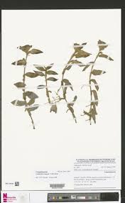 Image result for Commelina congesta