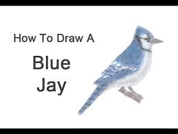 We did not find results for: How To Draw A Blue Jay Youtube