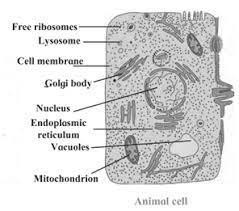 Check spelling or type a new query. Solutions Class 7 Science Chapter 11 Cell Structure And Micro Organisms Maha Board