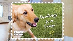 Our new puppy has completed her interview (passed with flying colors!) she participated in the monday puppy camp. Greetings From Camp Youtube