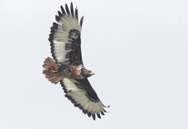 The dullstroom bird of prey and rehabilitation centre was established in 1997 and has been located at its present site since november 2004. Raptors Of South Africa By Alex Lamoreaux Nemesis Bird