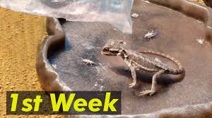 Check spelling or type a new query. First Week Owning A Baby Bearded Dragon Tips First Feeding Taming Youtube