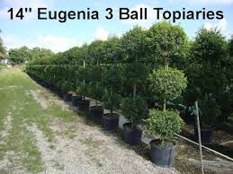 Maybe you would like to learn more about one of these? Eugenia Topiary White Gardens Topiary