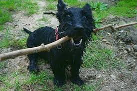Varasin heti pitkähäntäisen narttupennun ja sellaisia onnekseni pentueeseen syntyikin. Dog Scottish Terrier Scottie Animal Cute Attention Fur Adorable Doggy Happy Pikist
