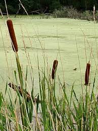 Image result for Typha capensis