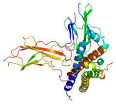 Maybe you would like to learn more about one of these? Growth Hormone 1 Wikipedia