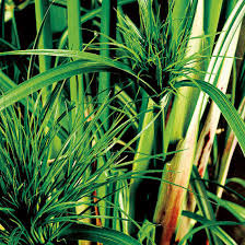 Image result for Cyperus nuerensis