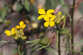Check spelling or type a new query. Wildflowers After Wildfire Sempervirens Fund