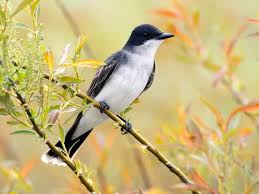 Michigan Bird With Black And White Striped Head Large Headed Flycatcher W An Upright Posture White Tipped Square Tail Blackish Above Darker On Head White Below Or Sturdy Flycat Ornithology Birds Eastern