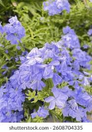 Image result for Plumbaginaceae