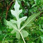 Image result for Ampelocissus multistriata