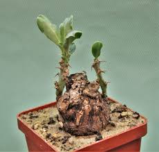 Image result for Euphorbia platyrrhiza