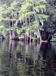 40 manatee springs ideas manatee florida springs state parks manatee florida springs state parks