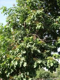 Image result for Fernandoa