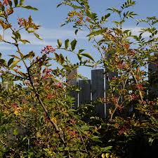 Image result for Zanthoxylum lindense