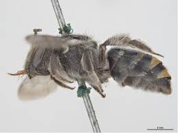 Image result for Lipotriche