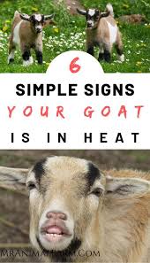 Goat Heat Signs 6 Signs To Tell Your Goat Is In Heat Mranimal Farm Goats Feeding Goats Pet Goat