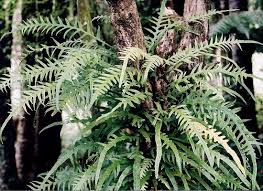 Image result for Microsorum scandens