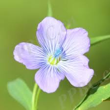 Image result for Linaceae