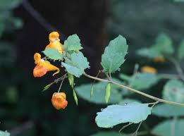 Image result for Impatiens kivuensis