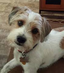 9,323 dental hygienist jobs available on indeed.com. Emergency Pet Clinic San Antonio 31 Photos 78 Reviews Veterinarians 8503 Broadway St San Antonio Tx Phone Number
