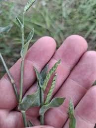 Image result for Urochloa bovonei