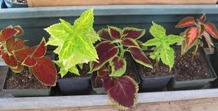 Image result for Coleus meyeri