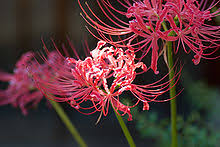 150 flower names for girls. Hanakotoba Wikipedia