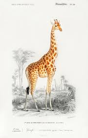 Giraffe Giraffa Camelopardalis Illustration Wall Art Print And Poster Free Image By Rawpixel Com In 2020 Giraffe Art Safari Animal Prints African Animals