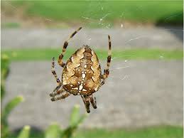 Maybe you would like to learn more about one of these? Garden Spider Naturespot