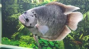 Dulu ane pernah berkunjung ke farm gurame tmn ane di desa pabuaran bojong gede. Giant Gourami Pet Fish Betta Fish Types Freshwater Fish