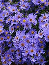 Flowers are amazing creations of nature that delight us with their beautiful scent and bright colors. Aster Wood S Blue Bluestone Perennials