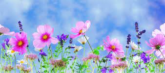 Best 5 Perennial Summer Flowers North Dallas Summer Blooms