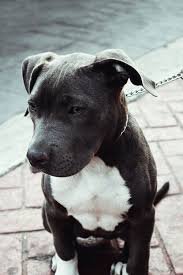 Black And White Pit Bull Terrier White Chest Breed Line Pitbull Terrier Cute Animals Cute Puppies