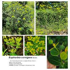Image result for Pavetta decumbens
