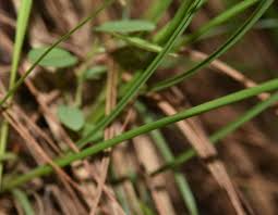 Image result for Cyperus niveus