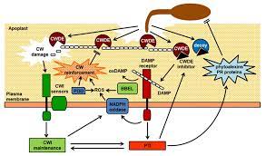 Check spelling or type a new query. Plants Free Full Text Host Cell Wall Damage During Pathogen Infection Mechanisms Of Perception And Role In Plant Pathogen Interactions Html