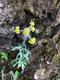 Image result for Pseudognaphalium luteo-album