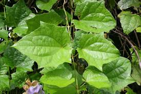 Image result for Thunbergianthus