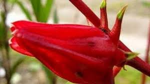 Manfaat bunga rosella juga efektif dalam memerangi dan mengatasi infeksi bakteri. Bunga Rosella Tokcer Untuk Turunkan Kolesterol