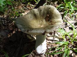 Image result for Russula polyphylla