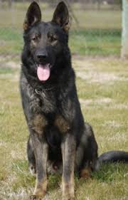 $1000 with limited akc registration or $1200 full. German Shepherd Dog True Haus Kennels