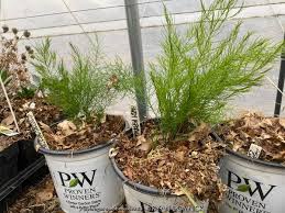 Image result for Asparagus suaveolens